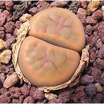 Amazon.co.jp: 多肉植物 リトープス schwantesii 